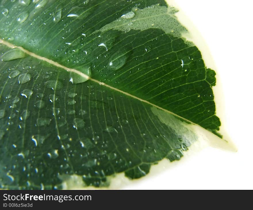 Composition from nature series: wet green leaf on white. Composition from nature series: wet green leaf on white