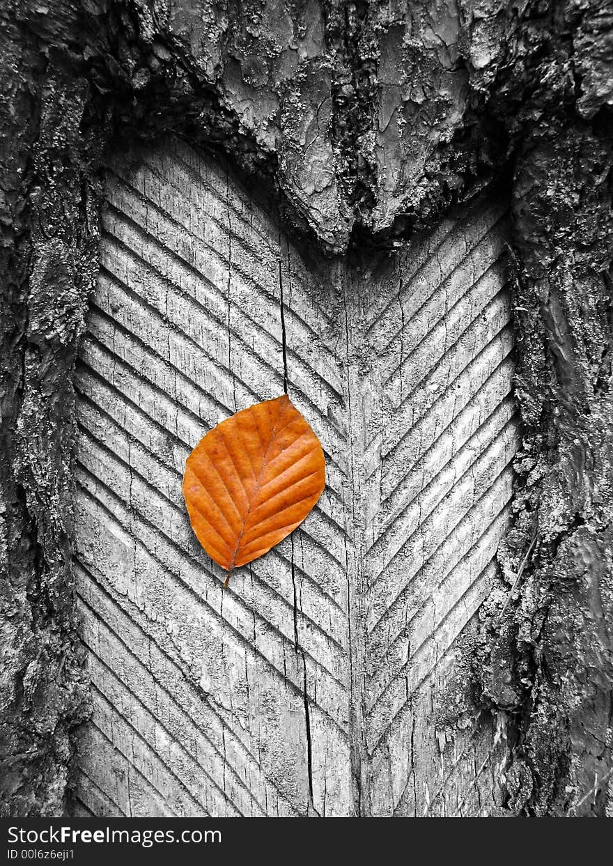 Russet leaf on trunk