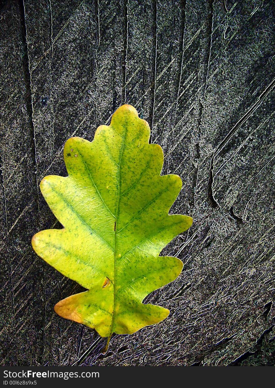 Forest series: one yellow leaf on trunk