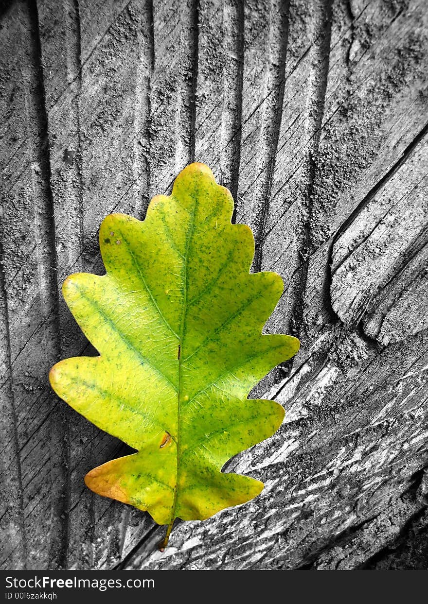 Yellow Leaf On Trunk