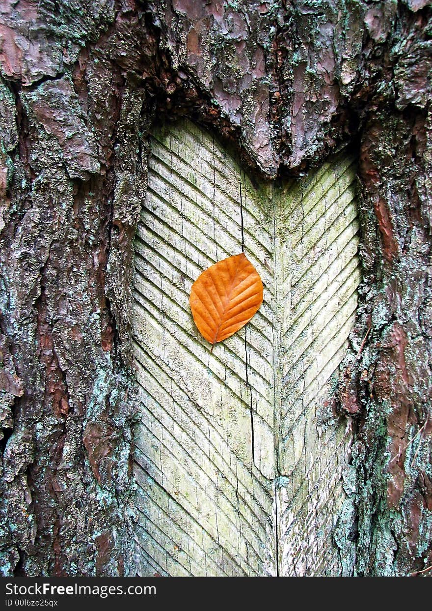 Russet leaf on trunk