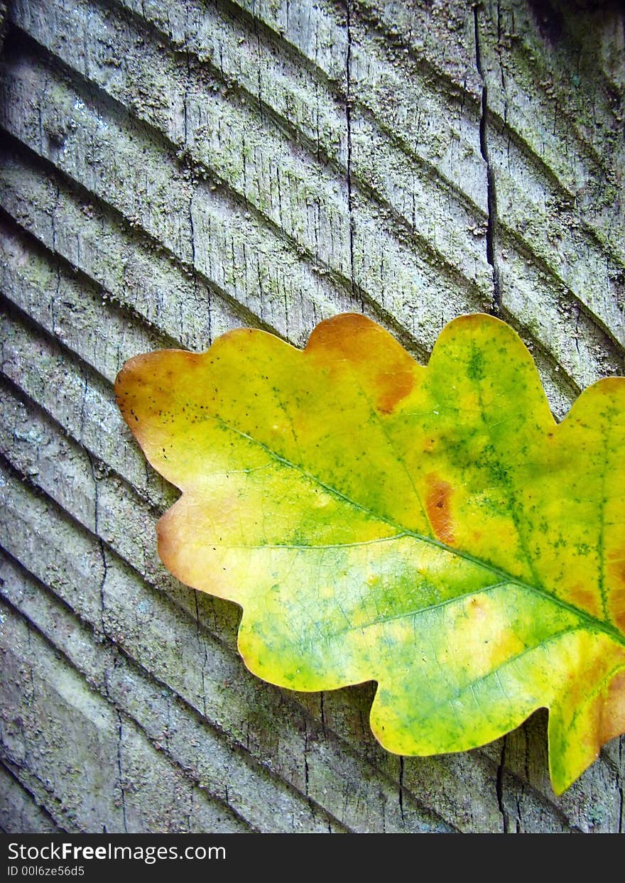 Color leaf on trunk