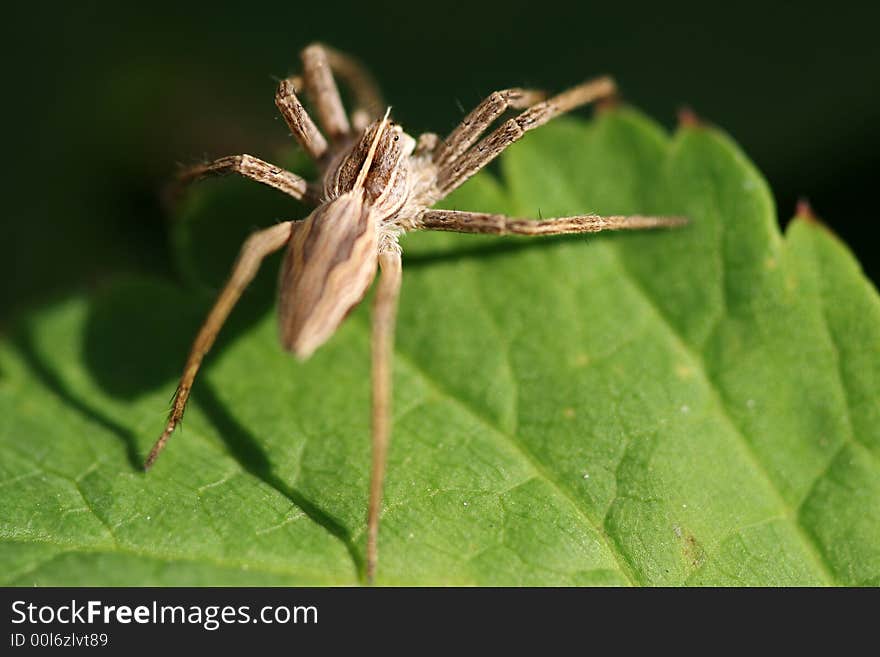 Close-up of spider Pisaura mirabilis