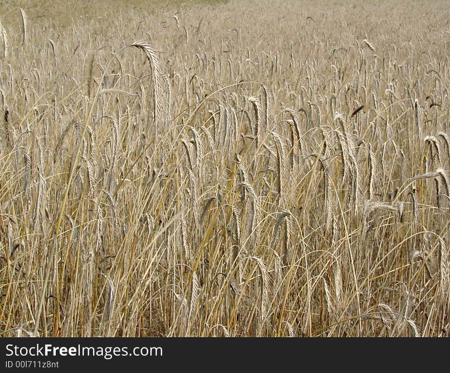 Rye field