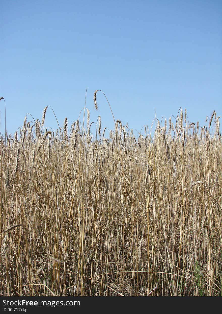 Rye field before harvest on the countryside. Rye field before harvest on the countryside