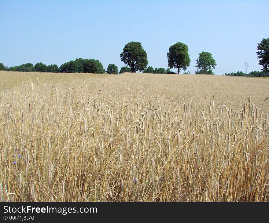 Rye field and trees