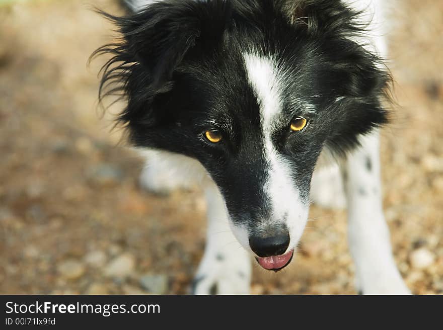 Black and white border collie with brown eyes.