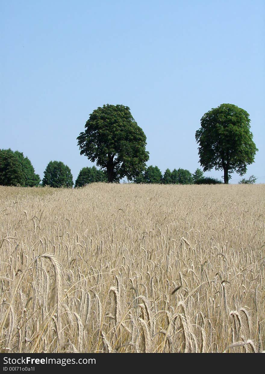 Rye Field And Trees 3