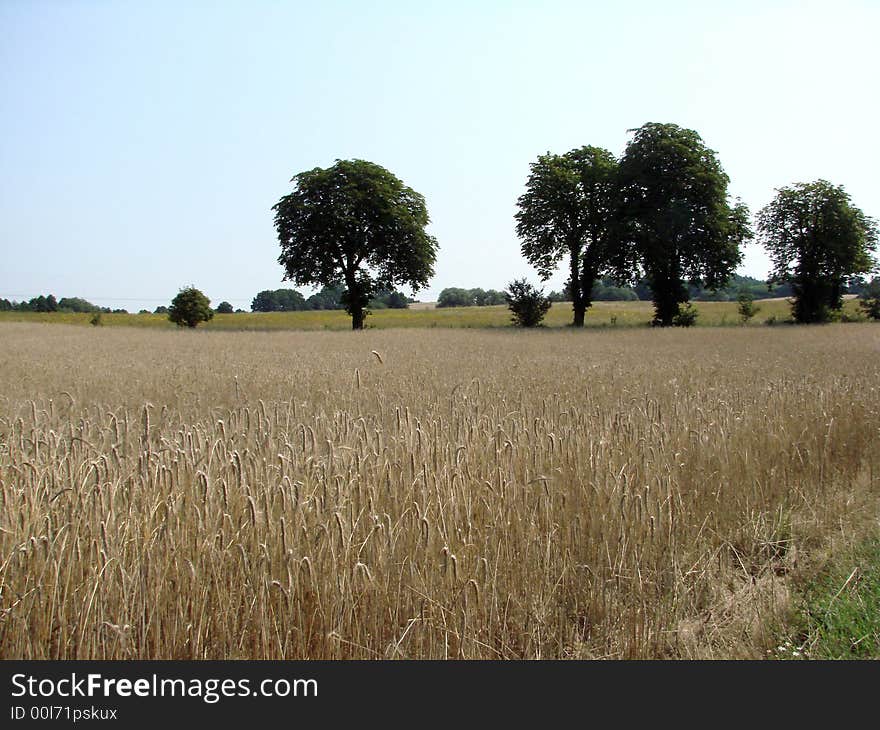 Rye field before harvest on the countryside, green trees. Rye field before harvest on the countryside, green trees