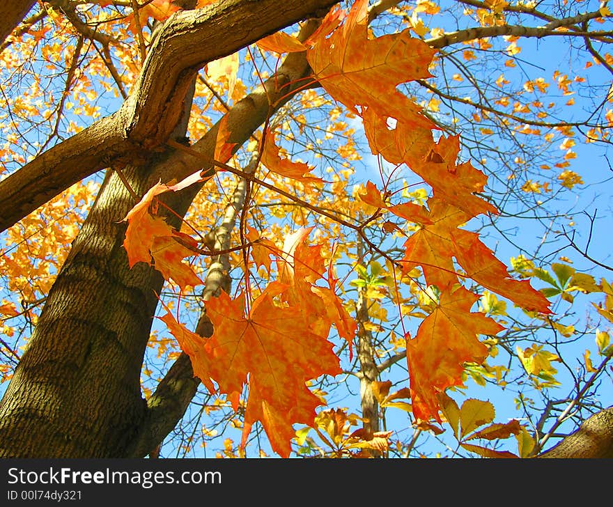 Orange branch of maple on the blue sky background. Orange branch of maple on the blue sky background