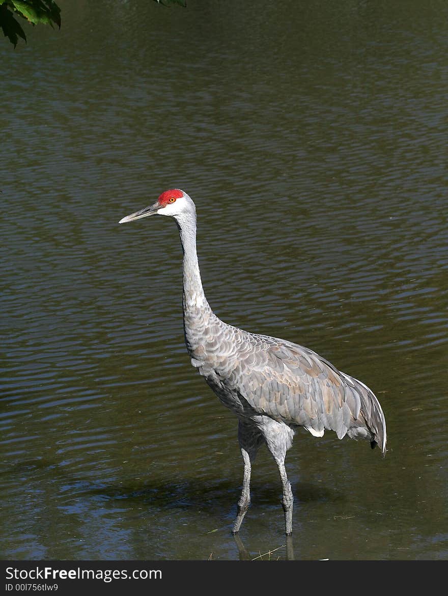 Sandhill Crane