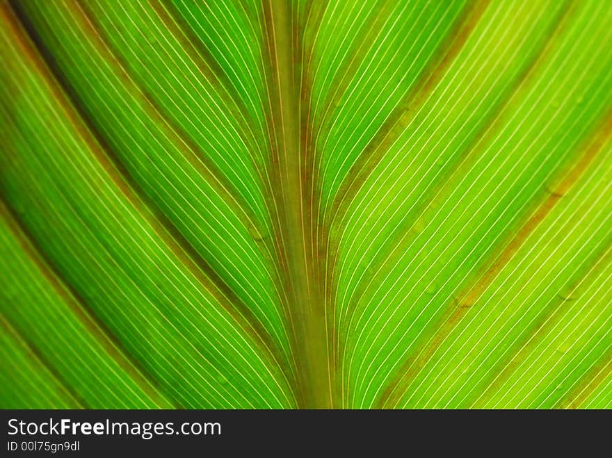 Close up of green leaf