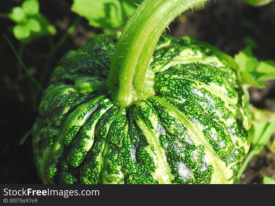 Close up of green pumpkin