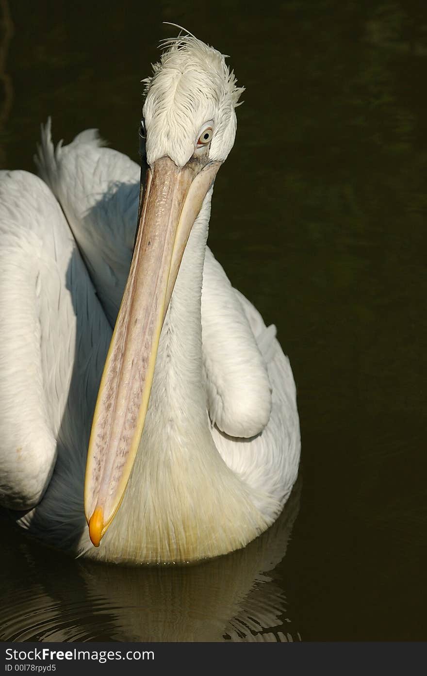 The Pelican