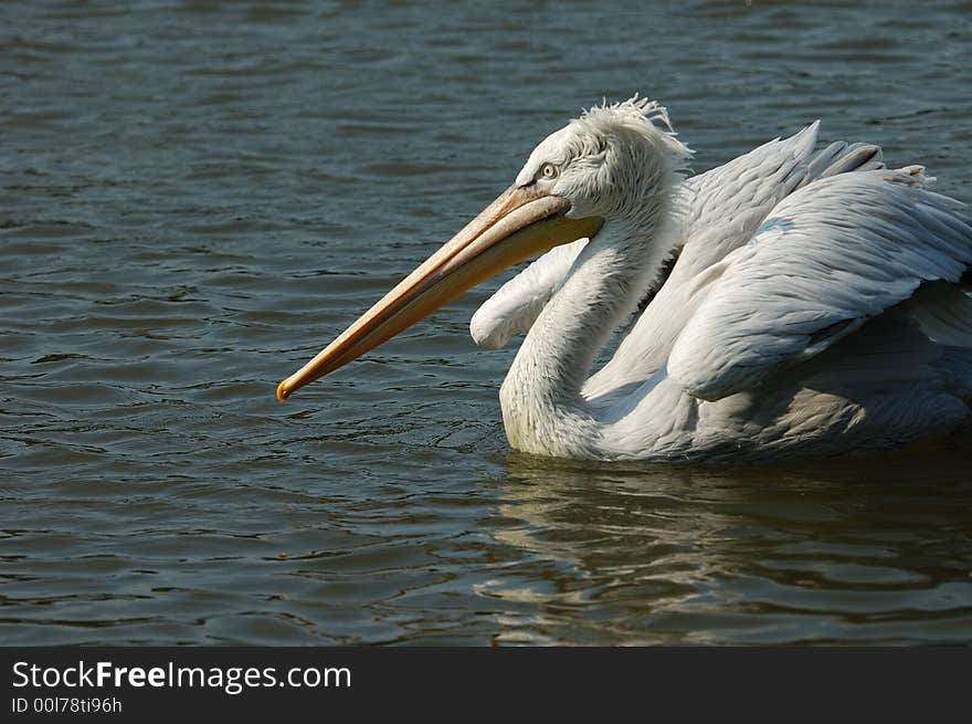 The pelican