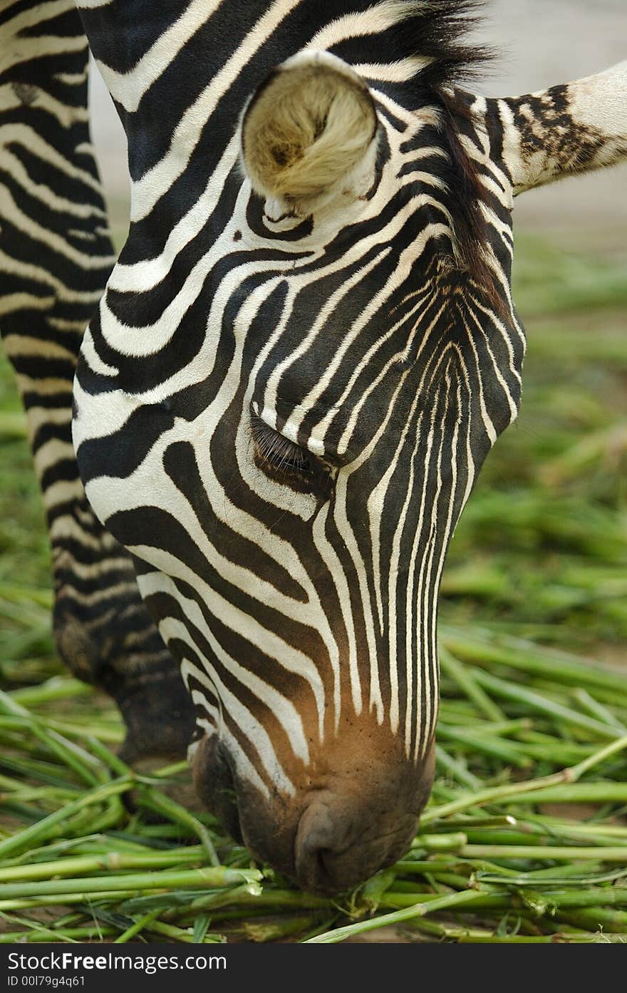 The zebra at shanghai west zoo