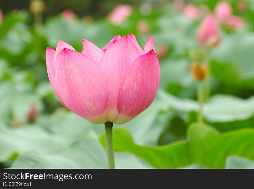 Water lily