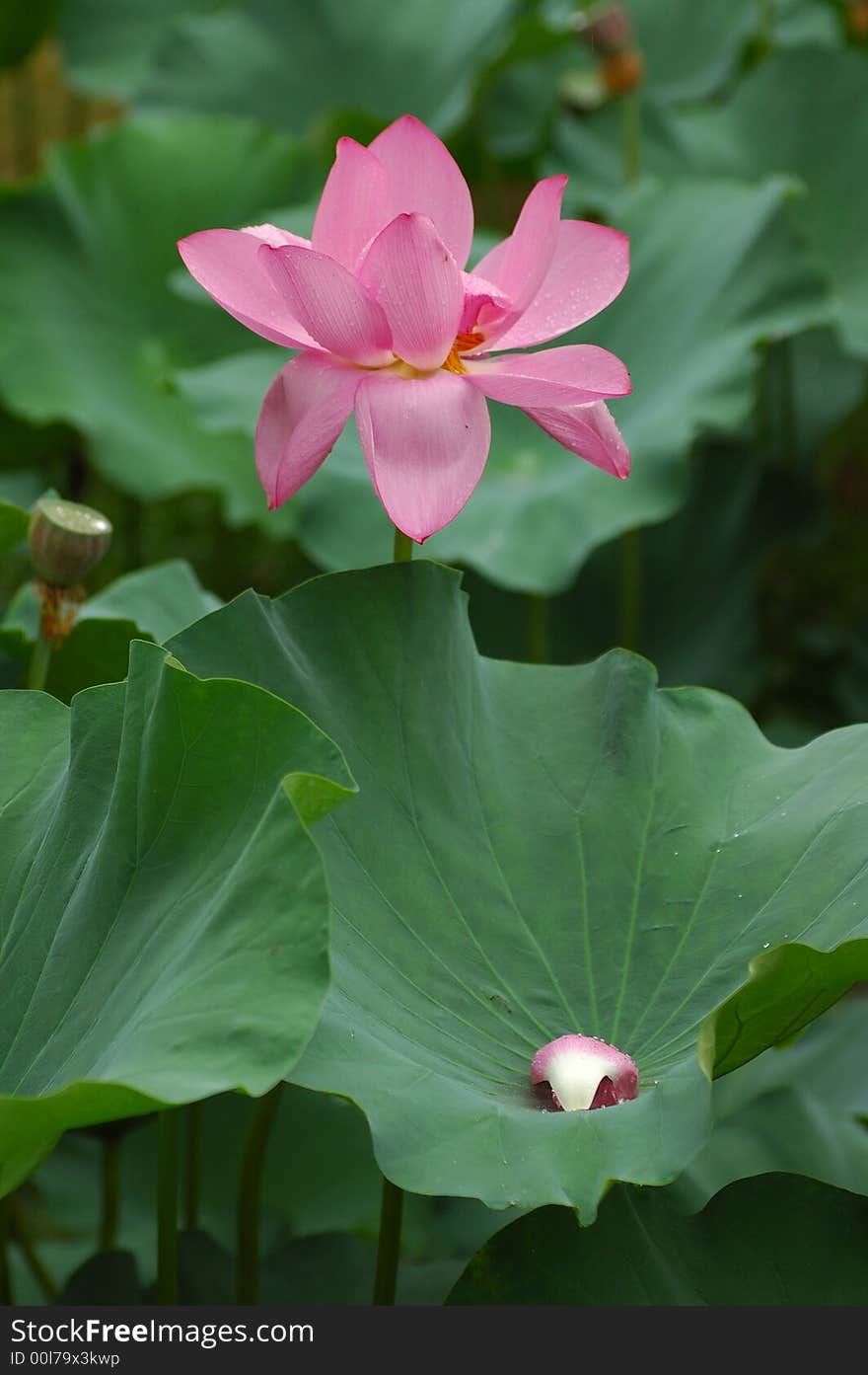 Water lily