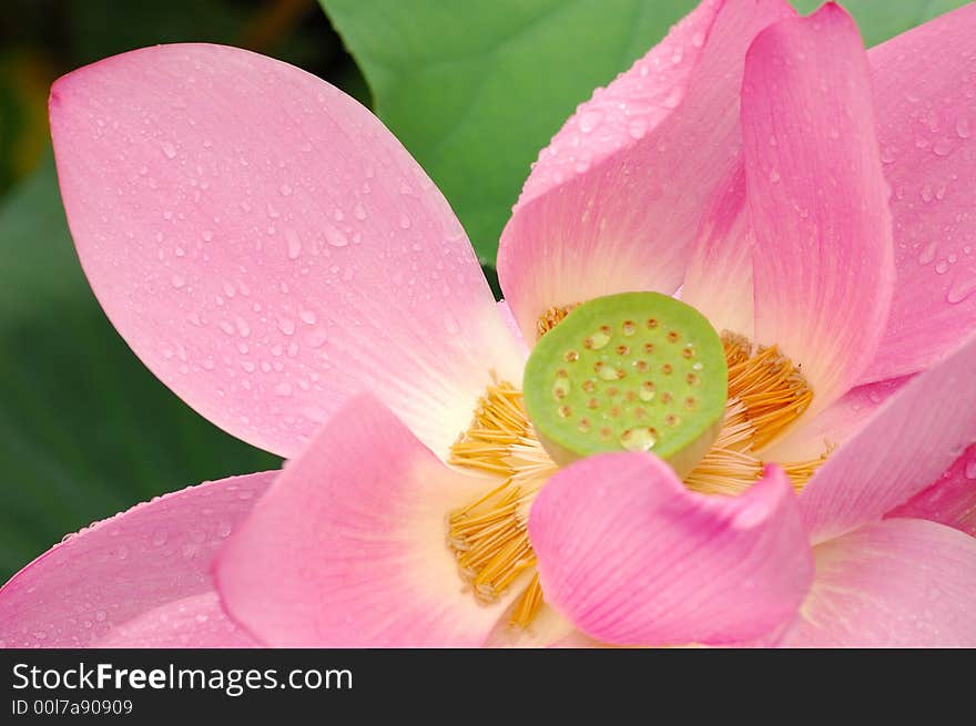 Water lily