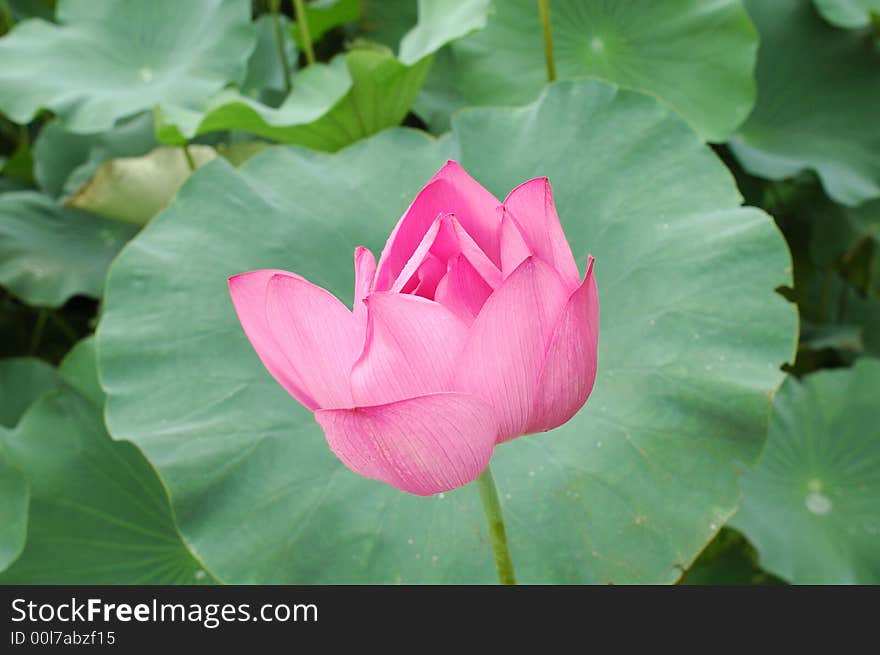 Water lily