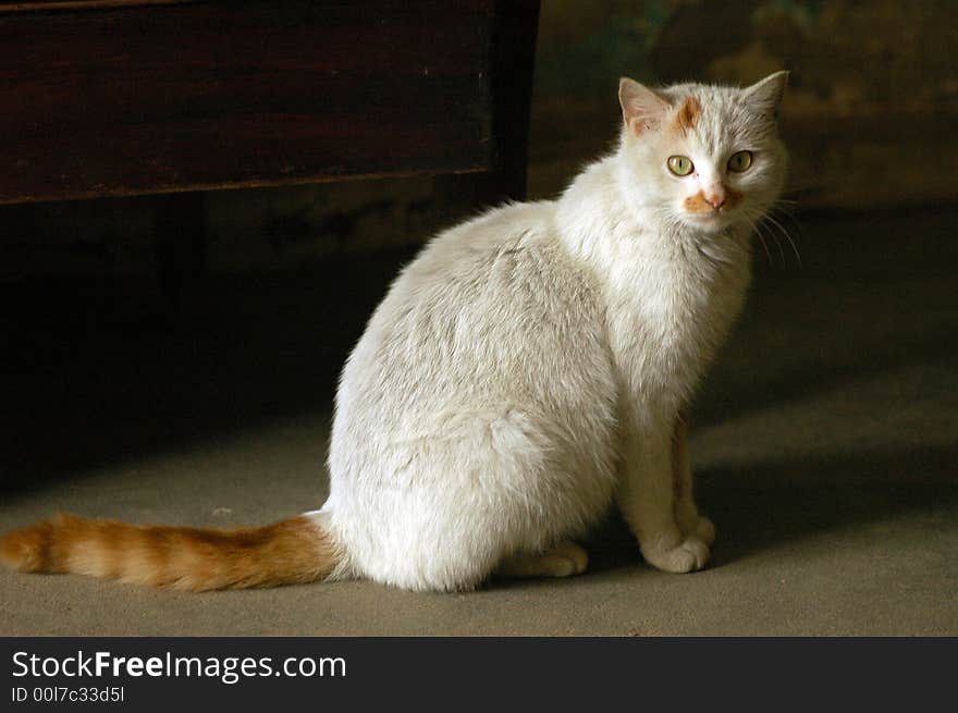 Young white cat on the ground