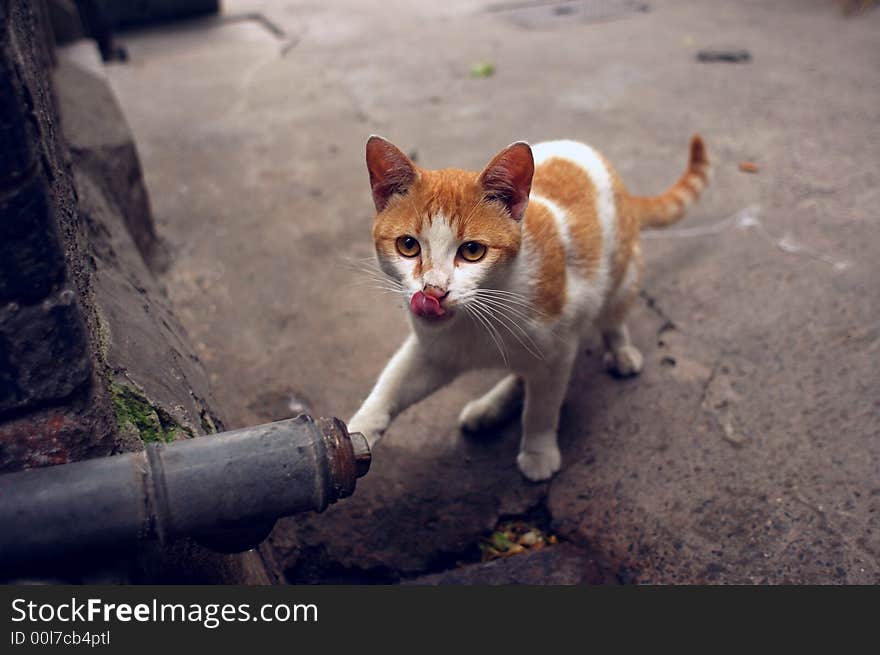 Cat On The Ground