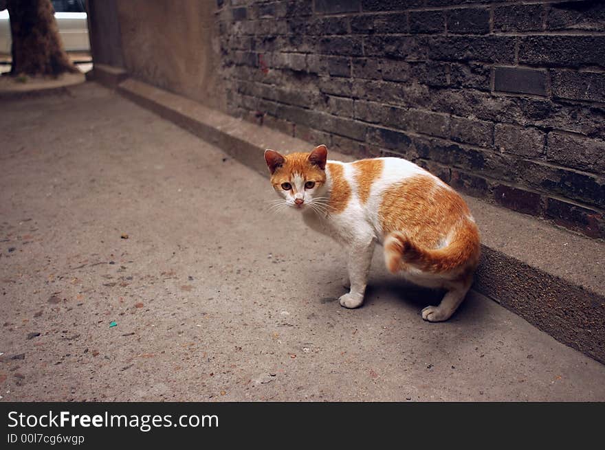 Young cat on the ground