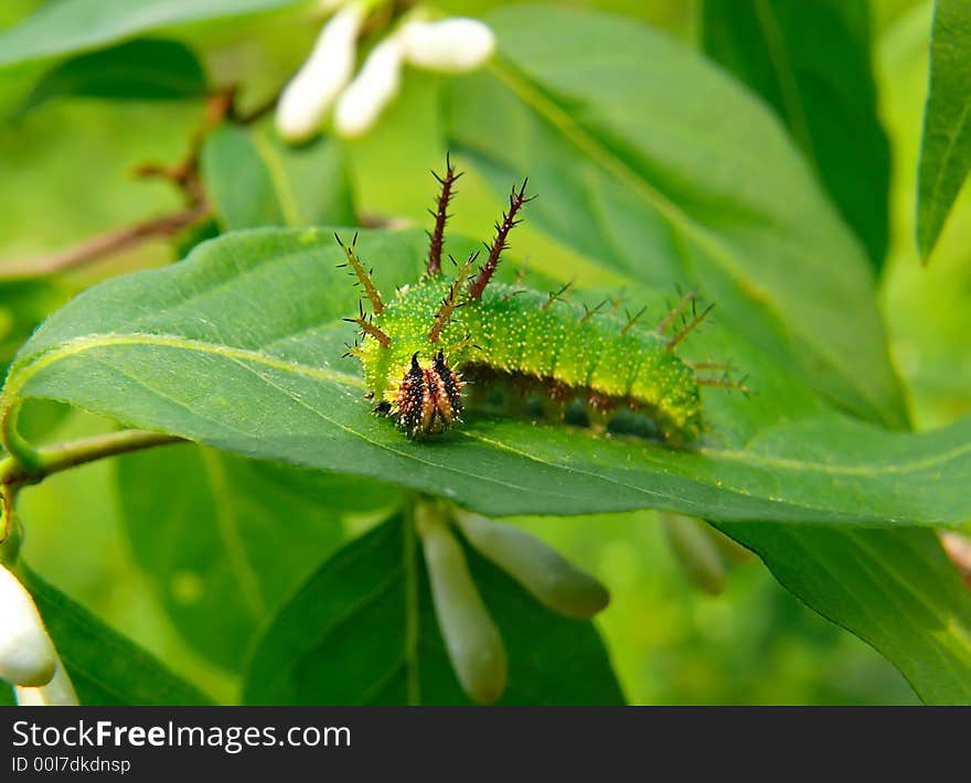 A close-up of the Amazing green caterpillar with many briery outgrowthes on its body and horns on its head on a leaf by flower. Russian Far East, Primorye. A close-up of the Amazing green caterpillar with many briery outgrowthes on its body and horns on its head on a leaf by flower. Russian Far East, Primorye.