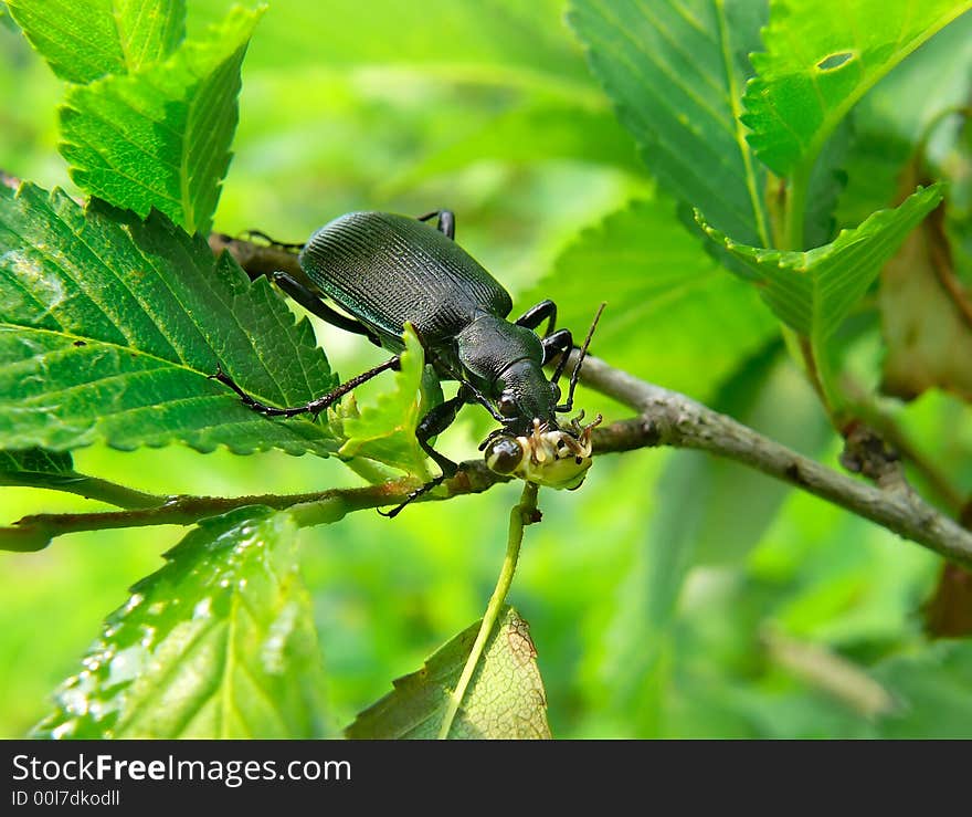 A close-up of the beetle carabus (Calosoma sycophanta) on branch of three is eating a larva of grasshopper. Russian Far East, Primorsky Region. A close-up of the beetle carabus (Calosoma sycophanta) on branch of three is eating a larva of grasshopper. Russian Far East, Primorsky Region.