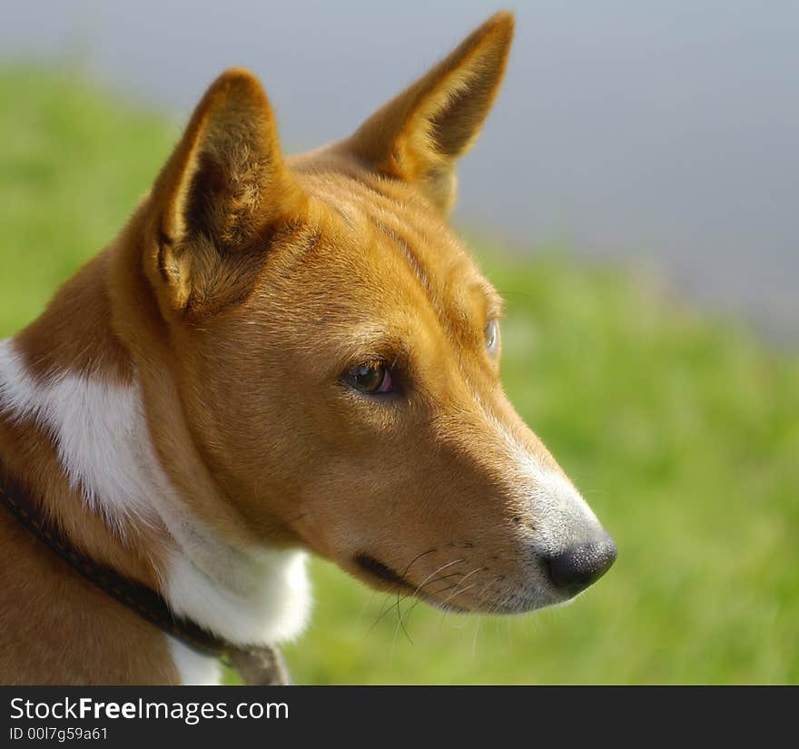 Afrikan non-barking dog portrait. Afrikan non-barking dog portrait