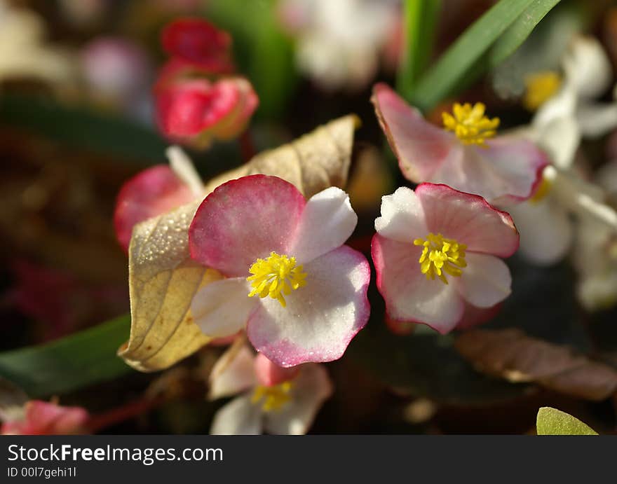 Flower-bed with begonia covered by fallen leaves. Flower-bed with begonia covered by fallen leaves