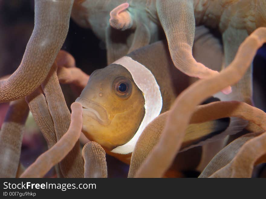 Anemone fish, clown fish posed with anemone. Anemone fish, clown fish posed with anemone