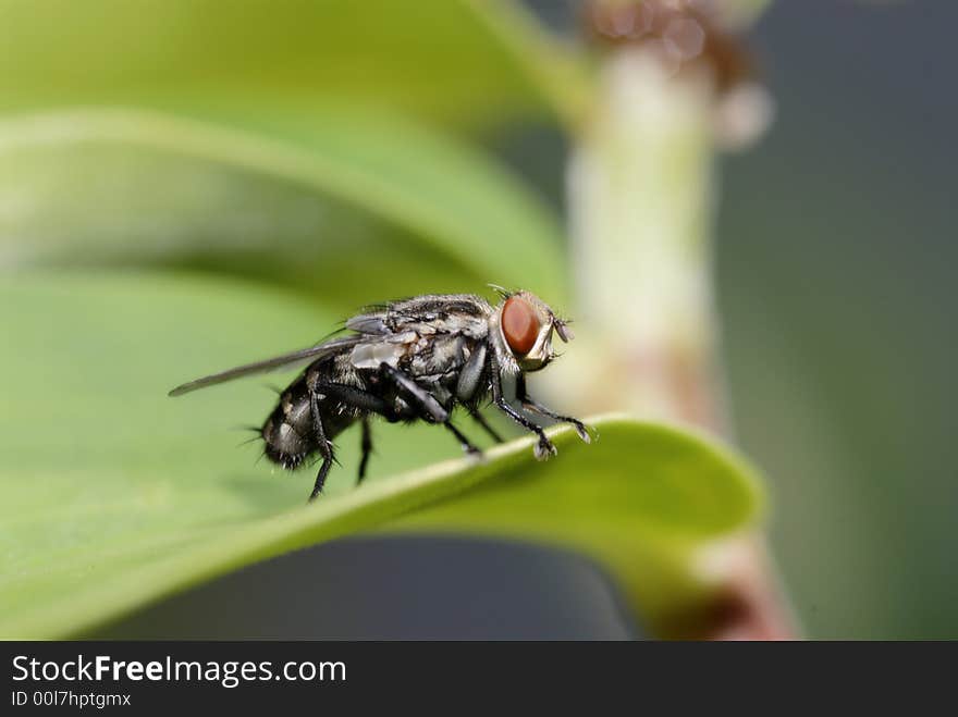 Housefly relax at the tip of the leaves