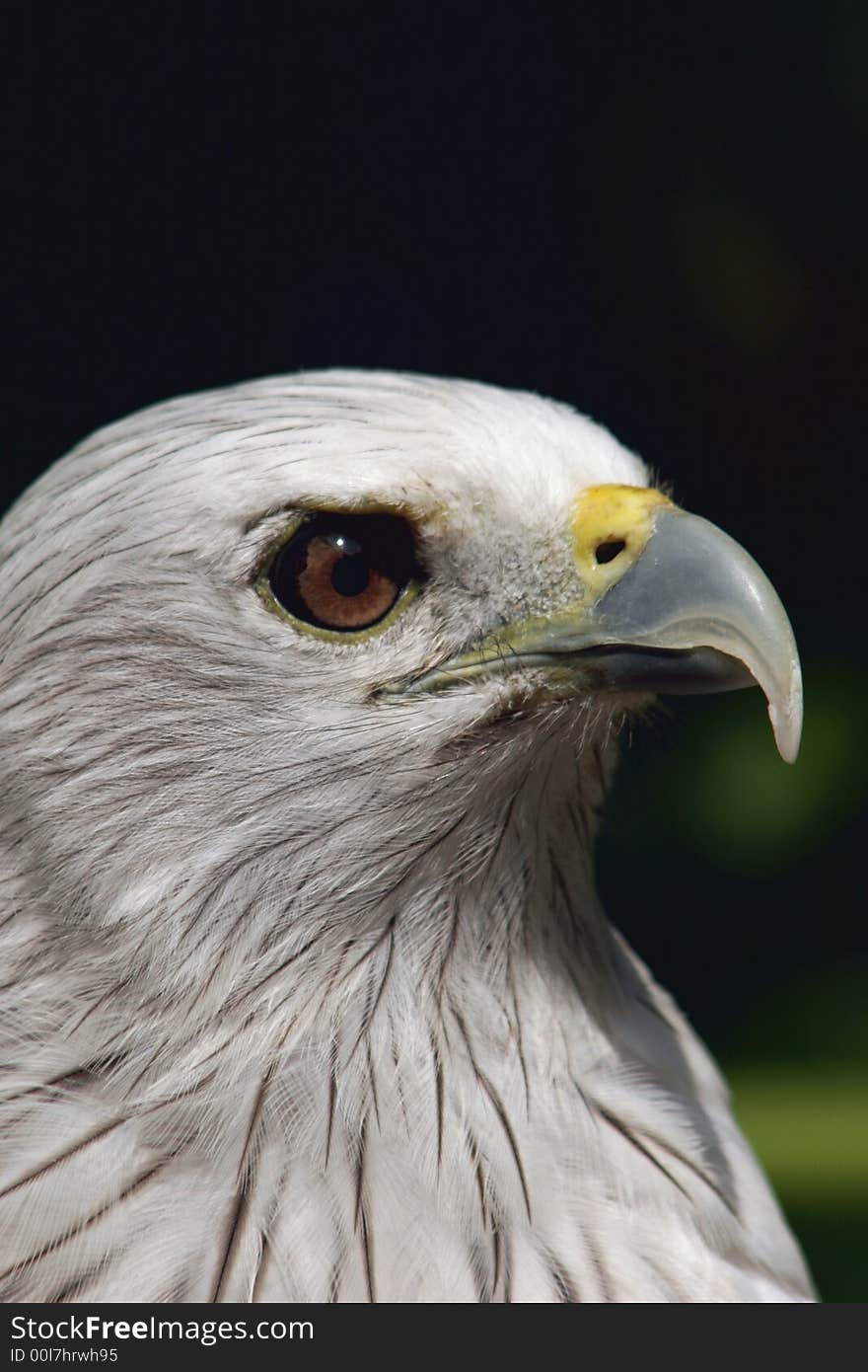 Closeup photo of an eagle