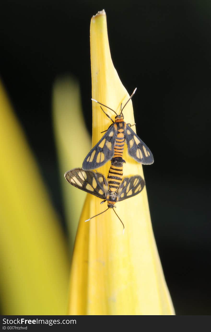 Two moth mating on the yellow leaves. Two moth mating on the yellow leaves