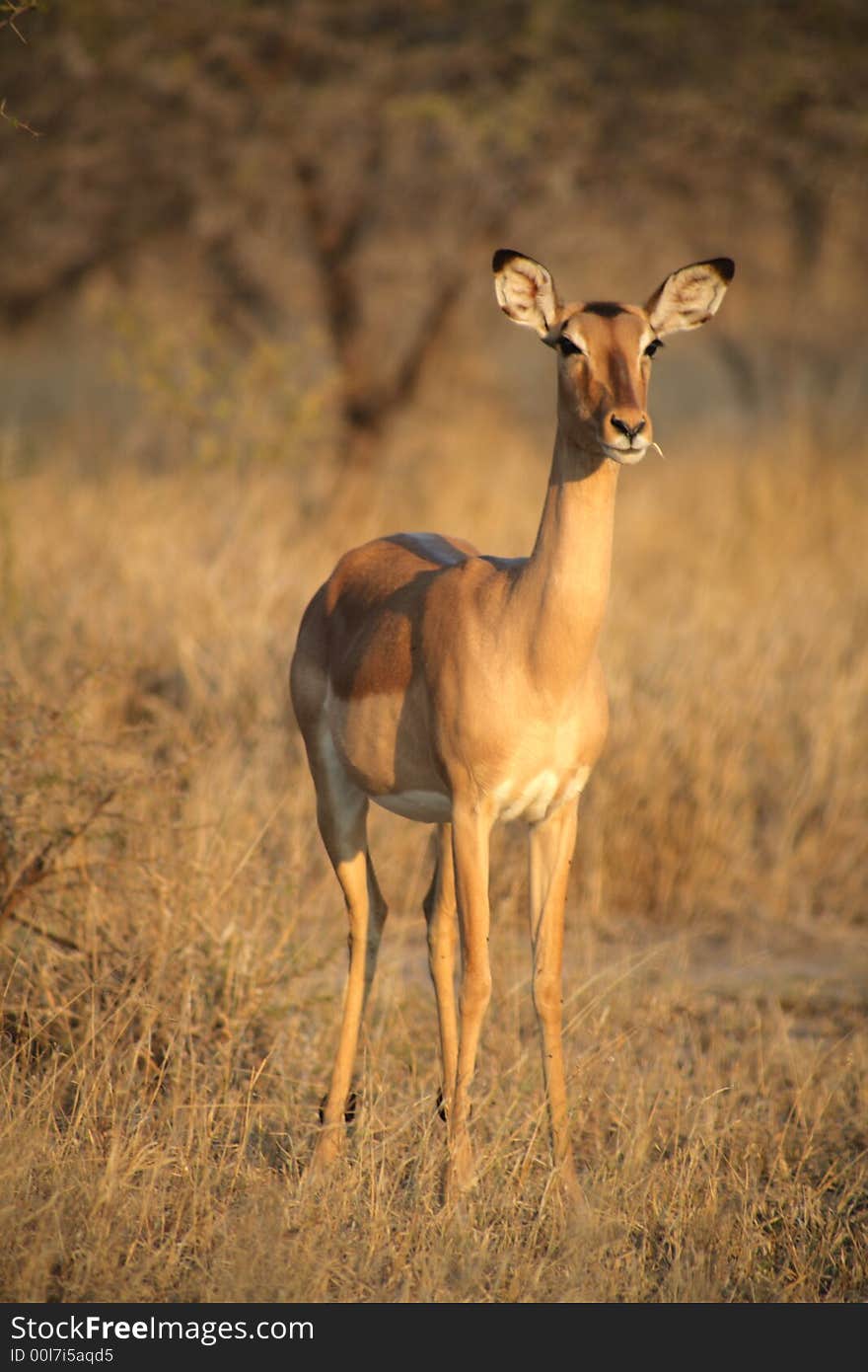 Impala