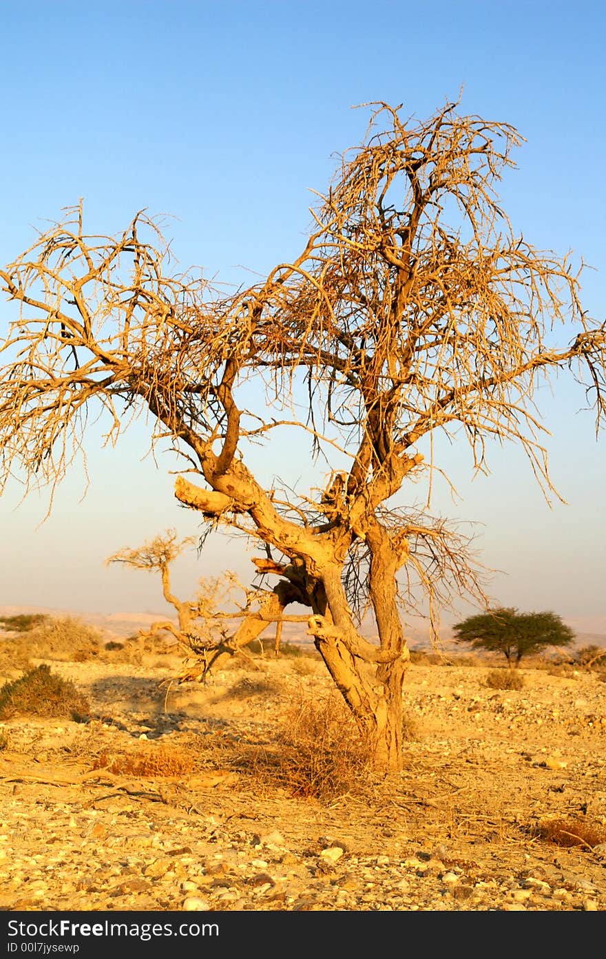 Desert landscape - a tree in Arava desert, Israel on sunrise