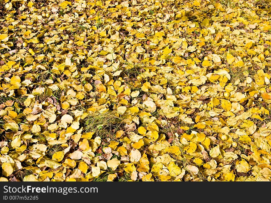 Autumn seasonal leaves foliage background