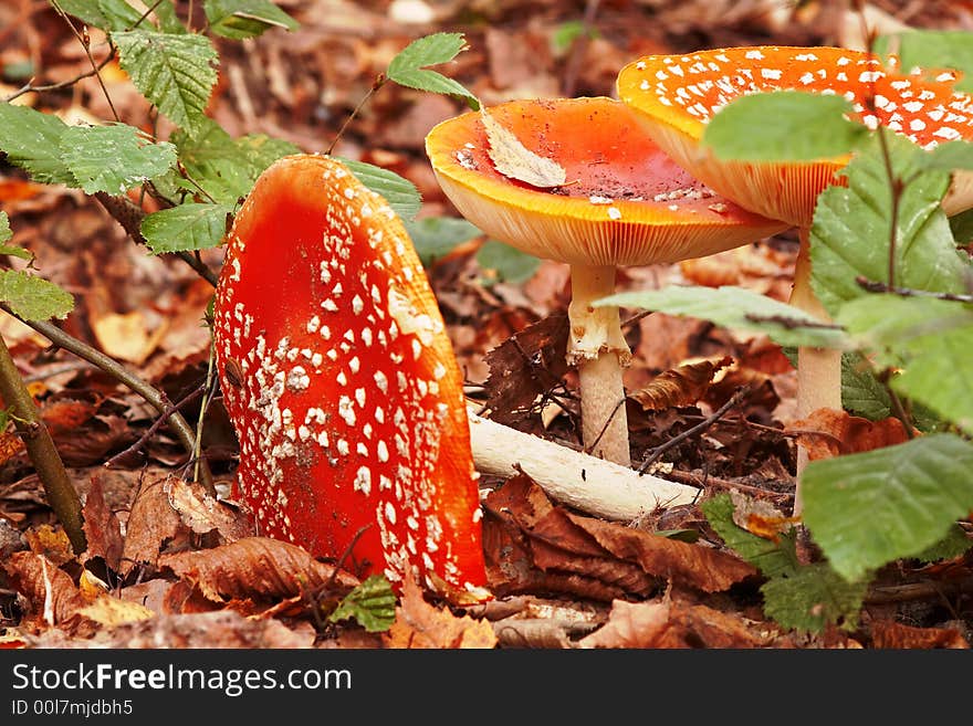 Mushrooms in leaves