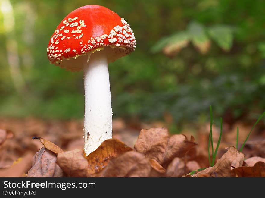 A red mushroom in yellow leaves. A red mushroom in yellow leaves