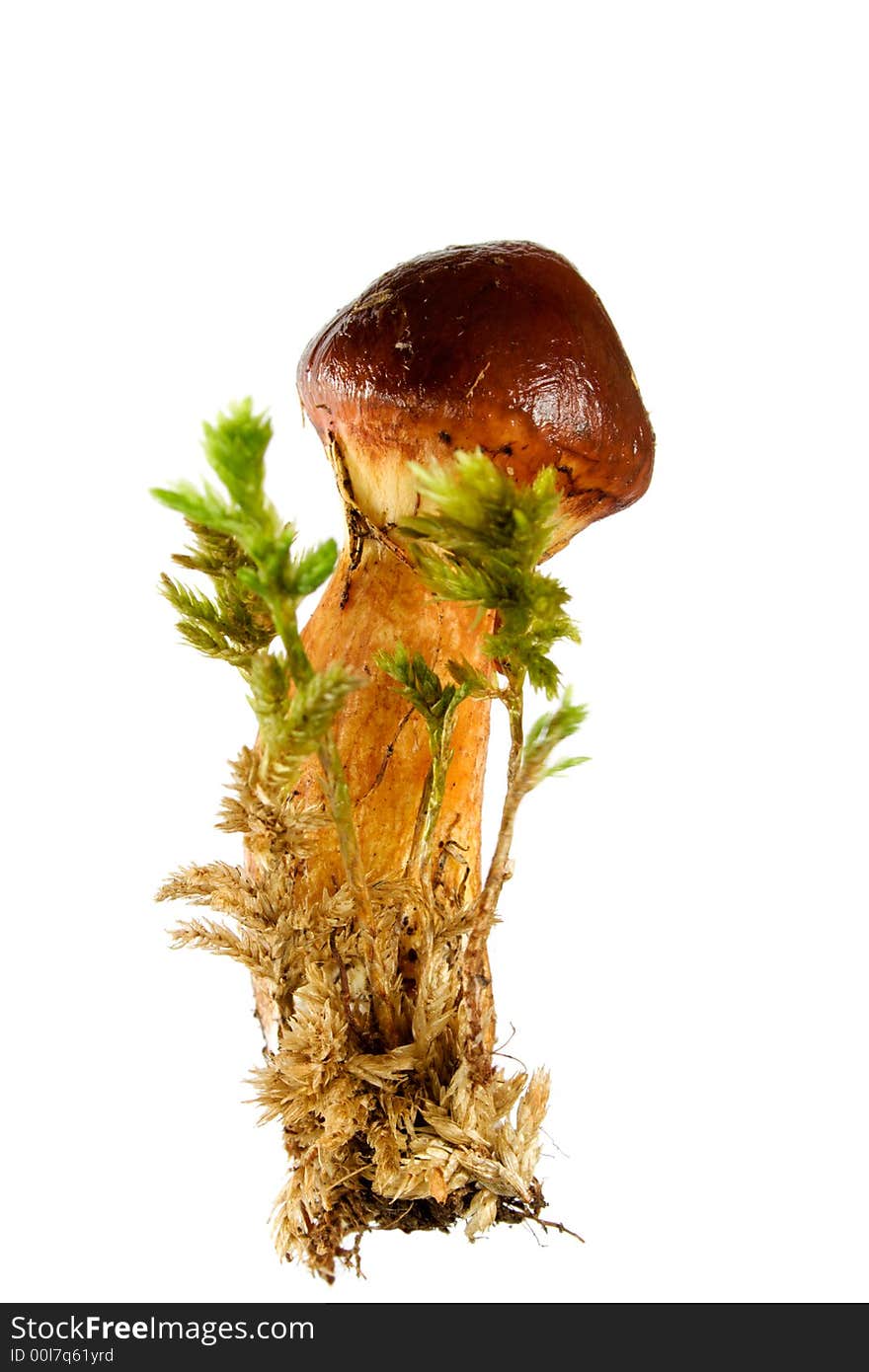 Boletus Luteus