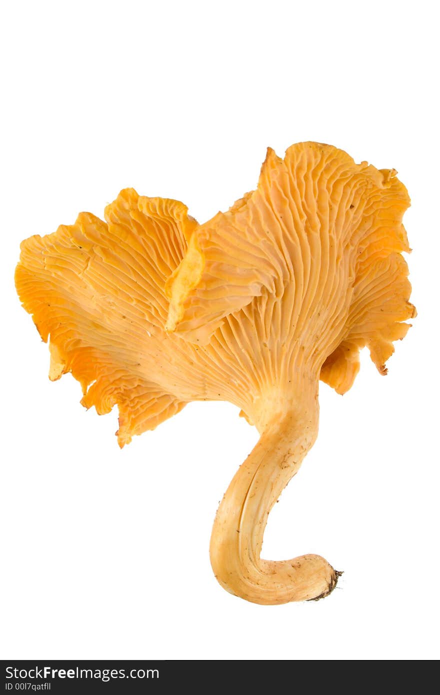 Fresh beautiful chanterelle