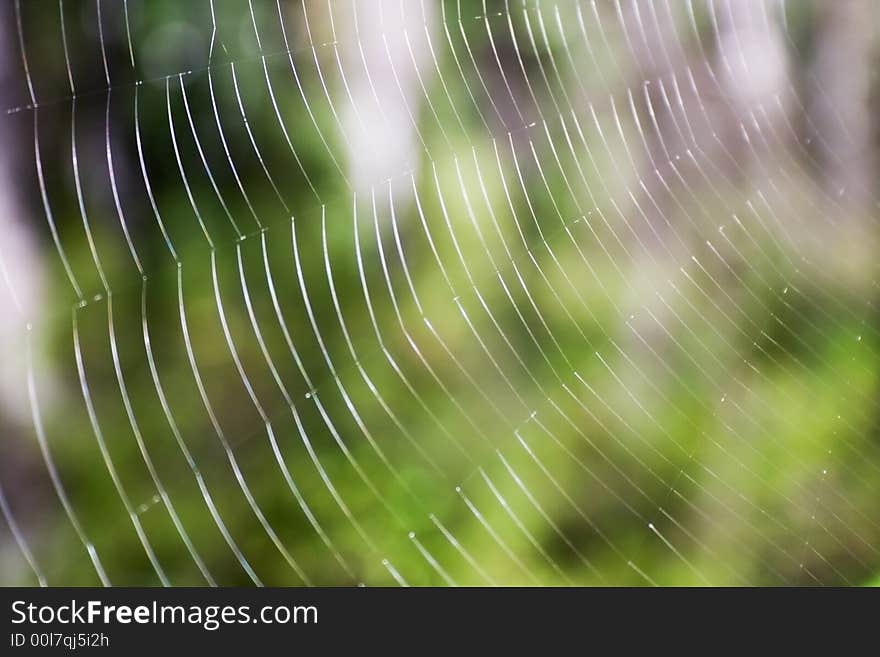 Spider s web close-up.