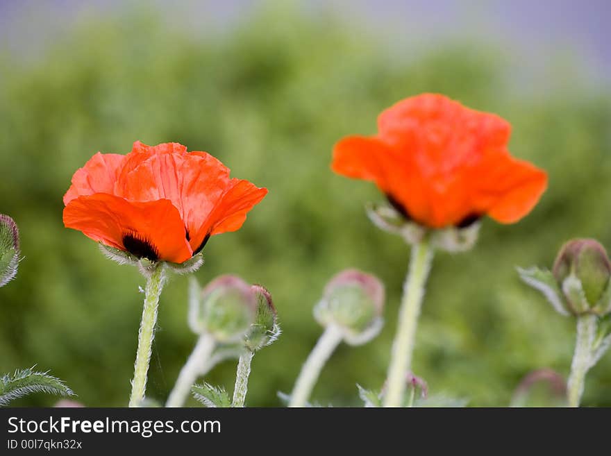 Two kitschy red poppies