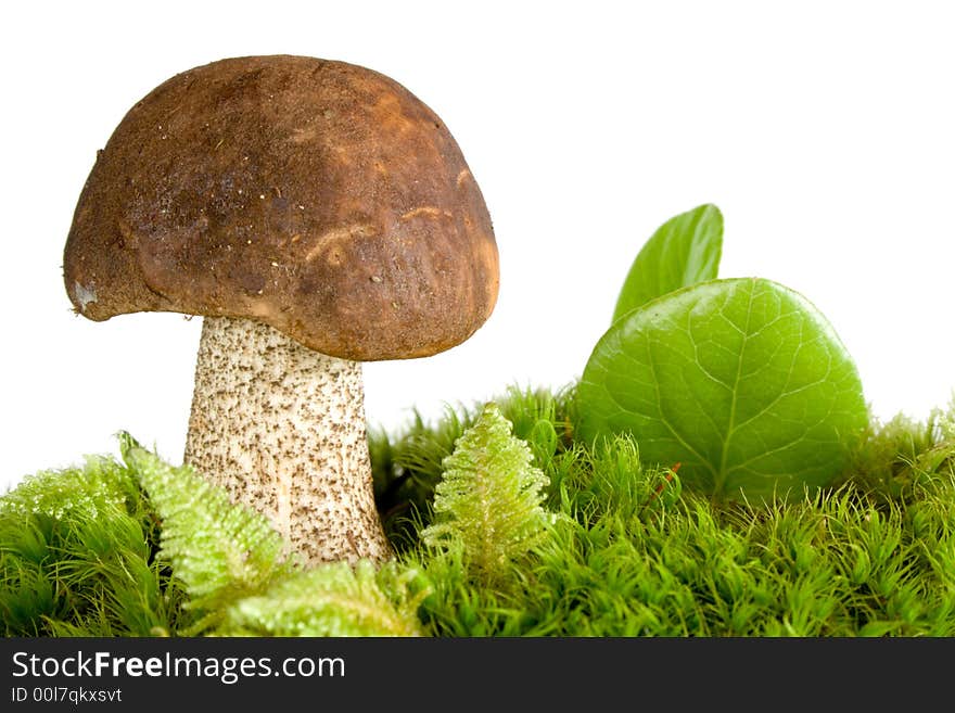 Brown cap Mushroom in green moss isolated on white. Eatable mushroom, very delicious.