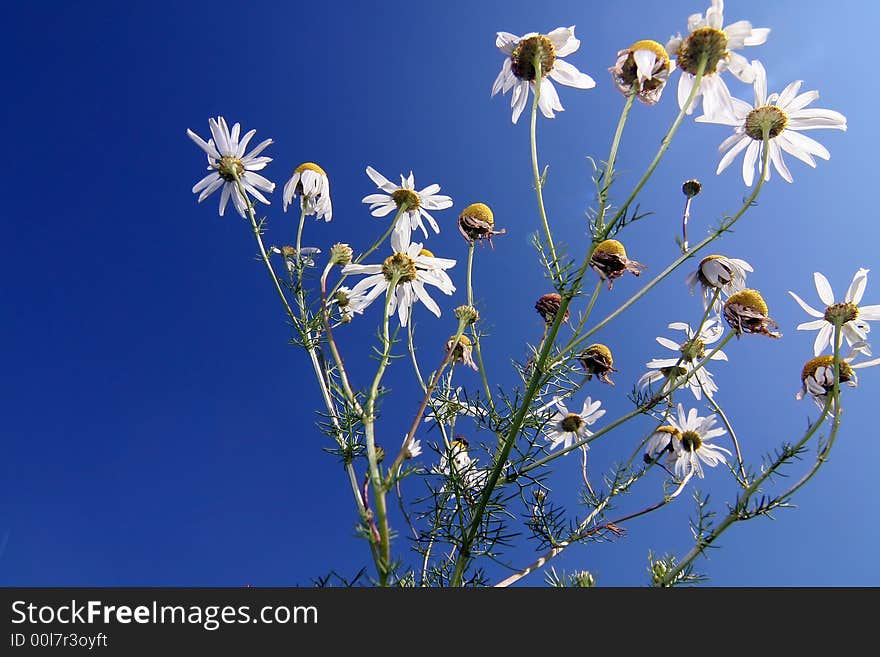 Camomiles