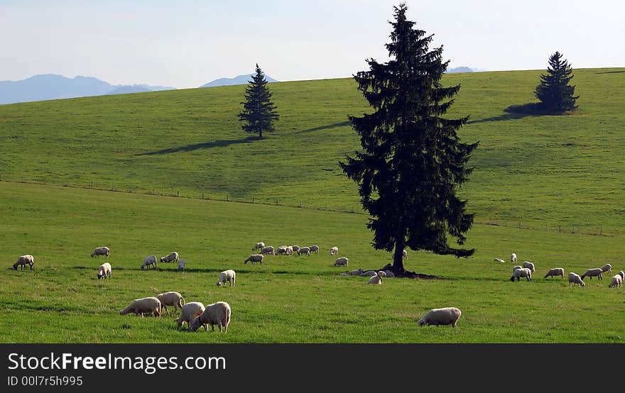 Sheep on the landscape taken in Slovakia