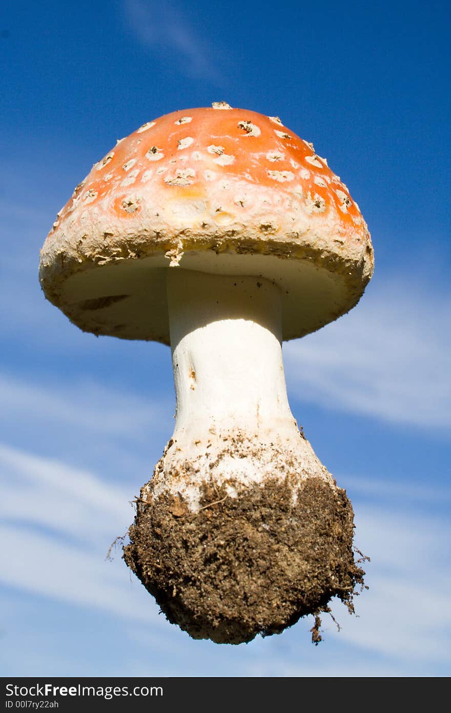 Amanita on a sky background