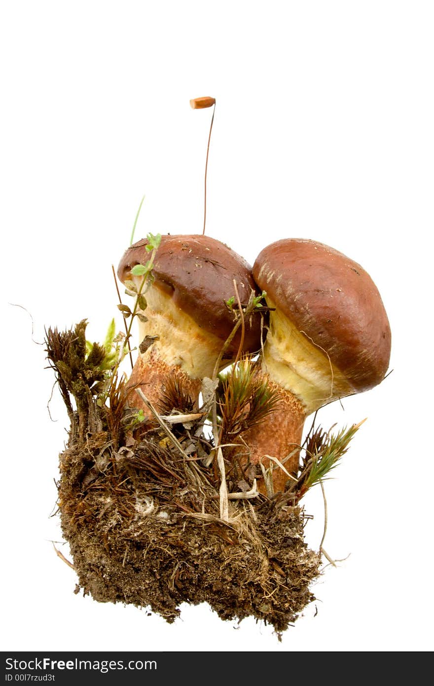 Boletus luteus