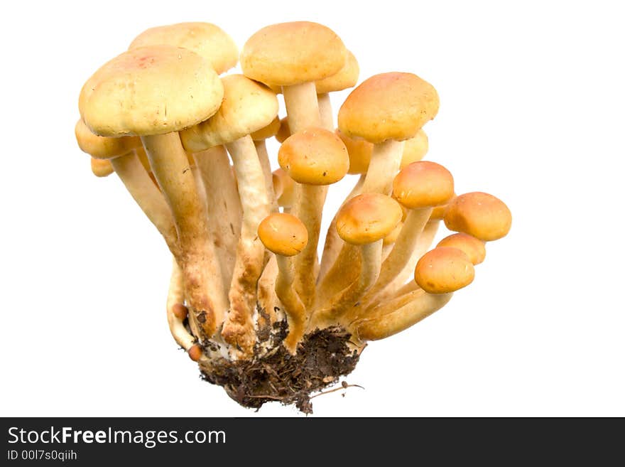 Armillaria - Honey fungus isolated on white. Eatable mushroom, very delicious.